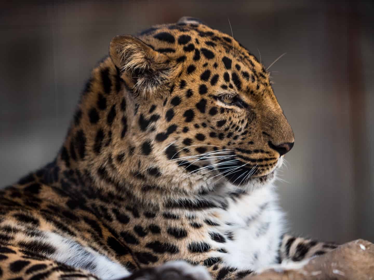 Closeup of a Leopard
